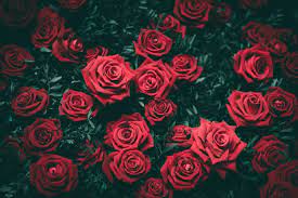 Red Rose Flowers Roses Bushes Red Buds 5k Wallpaper Hdwallpaper Desktop Rose Flower Wallpaper Rose Wallpaper Red Roses