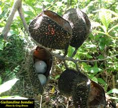 Image result for Guilandina bonduc
