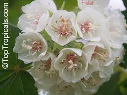 Image result for Dombeya kirkii