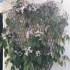 If required, prune immediately after flowering. 1