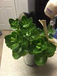 Kalanchoe Florist Hybrid Type Kalanchoe Blossfeldiana Annual Plants Kalanchoe Plant