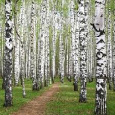 MCC Spring Concert, feat. Frostiana