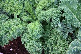 We did not find results for: 10 Tips For Growing Kale How To Harvest Kale From A Garden Or Pot