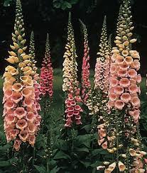 Excelsior Mixed Clrs Hybrid Foxglove Seeds And Plants Flowers At Burpee Com Beautiful Flowers Plants Flower Garden
