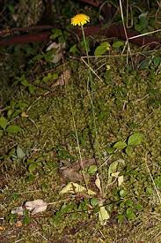 Image result for Hypochaeris