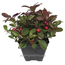 Image result for Galenia procumbens