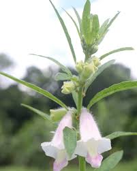 Image result for Pedaliaceae