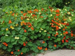 This season i filled in part of the space with nasturtiums. Vining Nasturtium Nasturtium Flower Plants Nasturtium