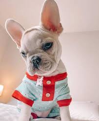 California teacup chihuahua puppies for sale. French Bulldog Puppies Adoption Ct Pets Lovers