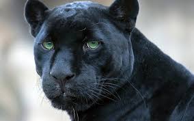 Ribuan gambar baru setiap hari sepenuhnya gratis untuk digunakan video dan gambar berkualitas tinggi dari pexels. Animals Black Panther Panthers Hd Wallpaper Wallpaperbetter