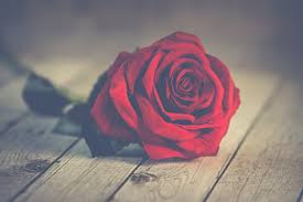 Love red rose images free download. Royalty Free Red Rose Photos Free Download Pxfuel