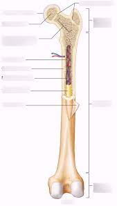The tough membrane covering the shaft of the bone. Diagram Anatomy Of A Long Bone Diagram Quizlet