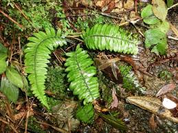 Image result for Diplazium humbertii