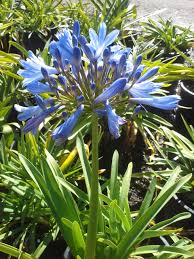 Image result for Agapanthus africanus