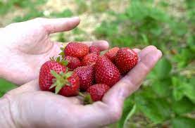 Rinse the strawberries in cold water and completely dry. Growing Strawberries In The Home Garden Ohioline