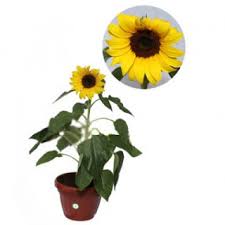 Bunga matahari (helianthus annuus) merupakan jenis tanaman semusim yang sering dimanfaatkan sebagai sumber minyak nabati, cemilan, dan tanaman hias. Bibit Bunga Matahari Tinggi 20 40 Cm Toko Tanaman