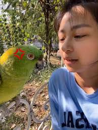 Sasha the Amazon Parrot