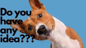 Dogs' natural resistance to toxics in. Why Do Dogs Get Stuck Together While Mating Quora