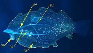 Image result for Phyllorachis