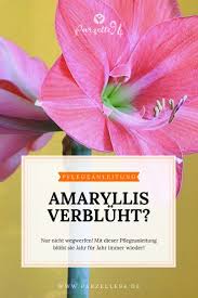 Amaryllis Pflege Kinderleicht Meine 6 Tipps In 2020 Amaryllis Pflege Tipps