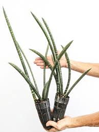 Image result for Ficus fischeri