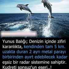 Fatmanur Ogreten Adli Kullanicinin Bilgiler Panosundaki Pin Biliyor Muydunuz Ilginc Gercekler Hayat