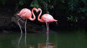 Boordevol met tips over vogels kijken en hoe u. Flamengo S With Love Nature Naturephotography Nature Perfection Nature Shooters Nature Brilliance Stlzoo Stlouiszoo Saintlouiszoo Bird Flamengo Fla