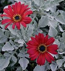 Image result for Arctotis