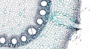 Plant Structure Ii
