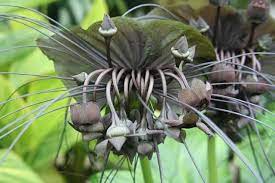 Pin By Shannon Koszyk On The Witching Hour Bat Flower Strange Flowers Most Beautiful Flowers