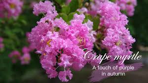 We did not find results for: Crapemyrtle A Touch Of Purple In Autumn Cgtn