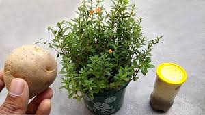 Natural Fertilizer For All Plants Potato Peel Fertilizer Best Organic Fertilizer For Plant Fertilizer For Plants Natural Plant Fertilizer Planting Potatoes