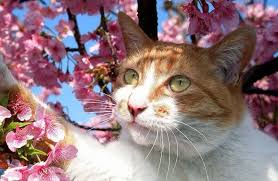 Keep researching japanese cat names for your female cat and if you need you can simply see the female calico cat names, below are the japanese female names, have a look. Best 500 Japanese Cat Names Male Female Names With Meanings Petpress