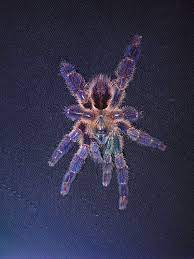 Karaczanami szarymi, tureckimi wylęgiem świerszcza. 0 1 Ybyrapora Diversipes Arachnoboards