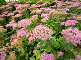 Check spelling or type a new query. 14 Best Fall Blooming Flowers For Your Perennial Garden