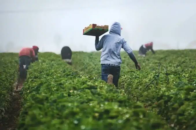 Agricultura