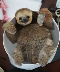 Animal News Cute Baby Sloths Baby Sloth Sloth Rescue