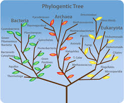 Three Domain Classification This Diagram Shows The Three