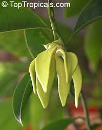 Image result for Artabotrys