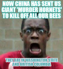 The hornet's nest exemplifies the heroism and courage of our military personnel who face endless. Collection Of Hilarious Murder Hornets Memes On The Internet