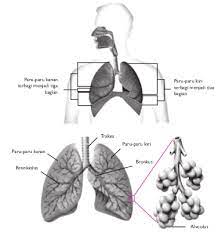 Ekspirasi merupakan proses pasif normal yang. Tempat Terjadinya Pertukaran Oksigen Dan Karbondioksida Di Dalam Paru Paru Terjadi Pada