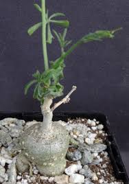 Image result for Kedrostis capensis