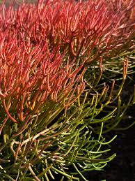 Image result for Euphorbia tirucalli