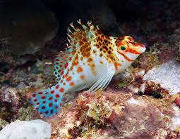 Dwarf Hawkfish Cirrhitichthys Falco Exotische Vissen Zeeleven Vissen