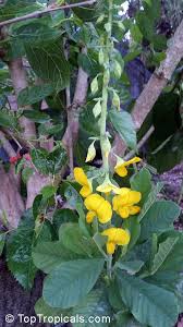 Image result for Crotalaria bernieri