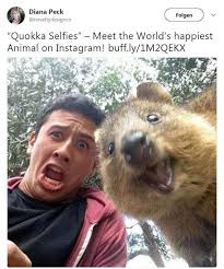 Quokka Selfies Stars Im Portrat Niedliche Tiere Lachelnde Tiere Lustige Bilder Von Tieren