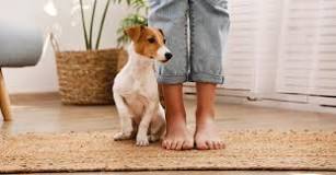 Point de vue de chien : mon chien se couche sur mes pieds ...