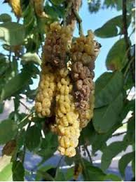 Image result for Phytolacca dioica
