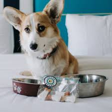 All puppies pending adoption fee: Blog Willo The Corgi Willo The Corgi
