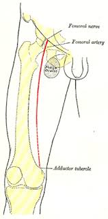 Check spelling or type a new query. Surface Markings Of The Lower Extremity Human Anatomy